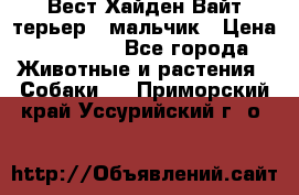 Вест Хайден Вайт терьер - мальчик › Цена ­ 35 000 - Все города Животные и растения » Собаки   . Приморский край,Уссурийский г. о. 